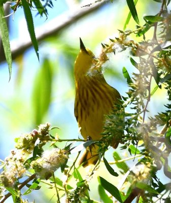 Male Yellow Warbler