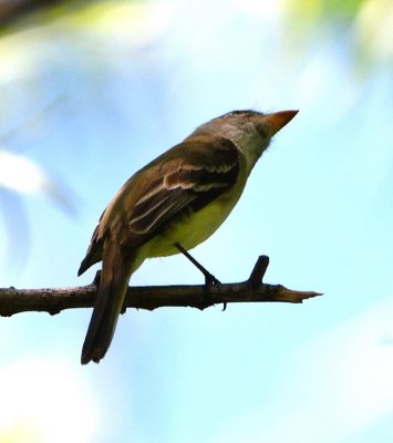 DSC_6844b.jpg