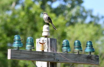 Northern Mockingbird, sitting on an insulator
