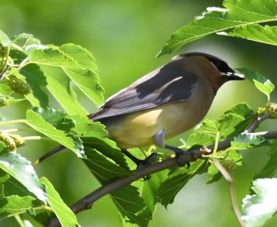 Cedar Waxwing, in mulberry tree