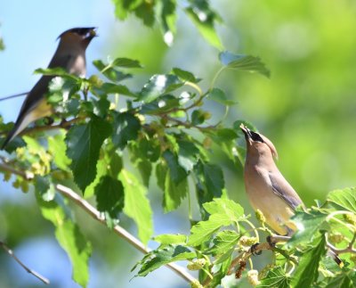 Yard Birds, May 18, 2020