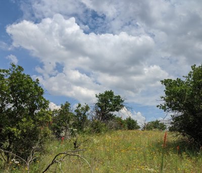 Looking south from the road through the Mt Scott Picnic Area