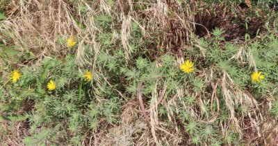 IMG_0722b.jpg