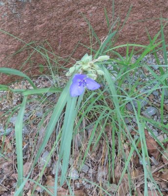 Spiderwort