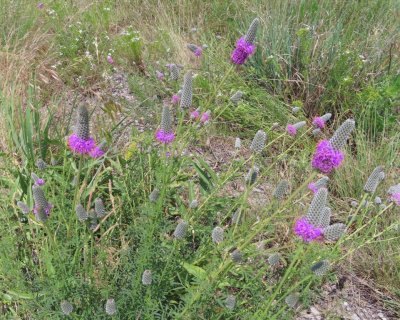 At the edge of the road as we were leaving the dam, we spotted these Purple Prairie Clover flowers blooming.