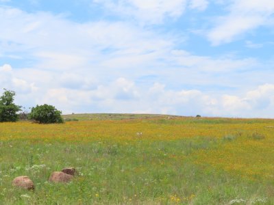 We drove on into the refuge and started seeing whole fields of gallardia and black-eyed susans blooming.