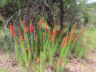 Another fellow pointed out a big patch of Standing Cypress farther down the road through the picnic area.