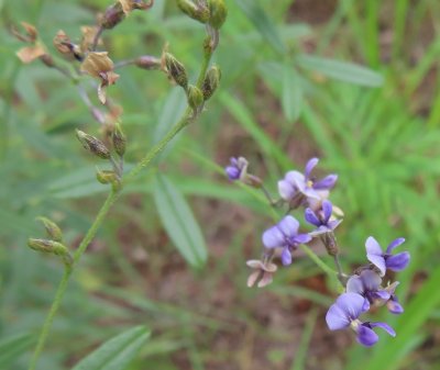 IMG_0833b.jpg