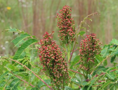 More immature sumac at the side of the road as we left the picnic area