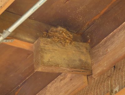 Eastern Phoebe nest, under the eave of the Holy City Gift Shop building