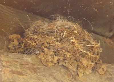 Eastern Phoebe nest