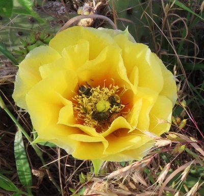 There were at least three beetles in the flower.