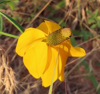 Mexican Hat flower