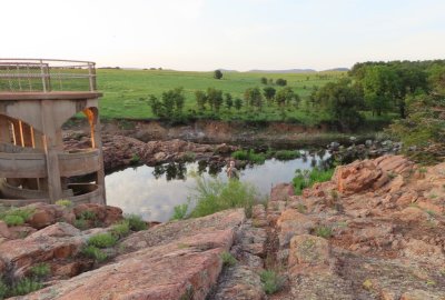 Steve was looking for Cave Swallows.