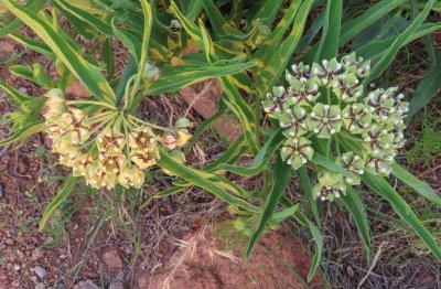 Milkweed along the trail