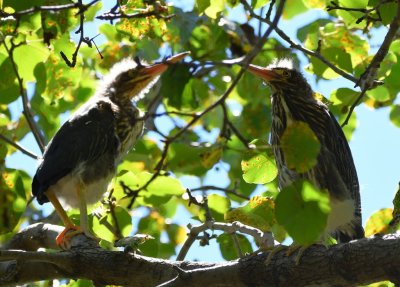 Two of four Green Heron chicks near where we had lunch on the NE side of the lake