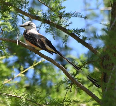 Male Scissor-tailed Flycatcher, in a Bald Cypress tree at the north end of the lake