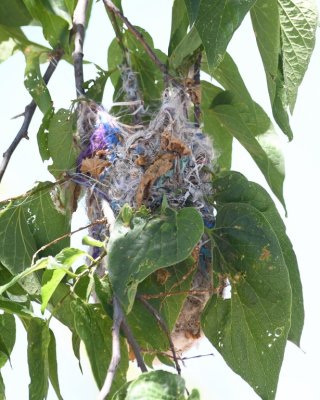 Baltimore Oriole nest, on the northwest side of the lake