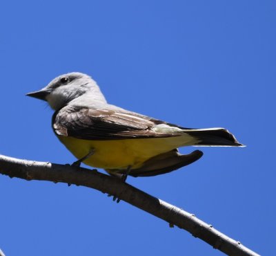 Western Kingbird, in the the same tree with the oriole nest. There was also a kingbird nest in the tree, plus a house sparrow nest in mistletoe in the tree, and at least one other nest.