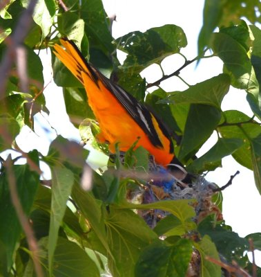 Male Baltimore Oriole, at the nest, apparently feeding nestlings