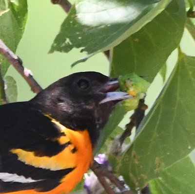 Close-up of the male Baltimore Oriole, with a caterpillar in its bill