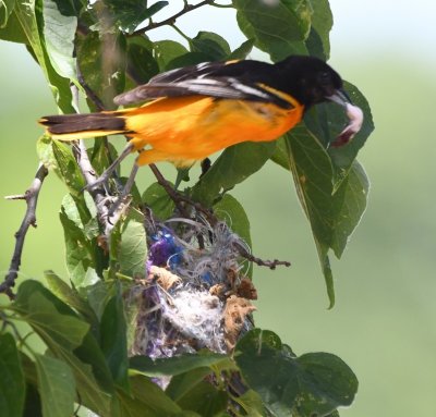 Male Baltimore Oriole, taking off from the nest with a fecal sac 