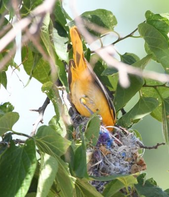 Female Baltimore Oriole, to the same nest