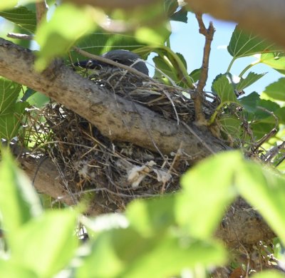 Western Kingbird, in its nest