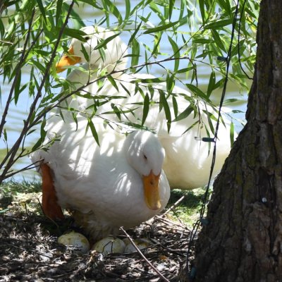 Duck covering eggs