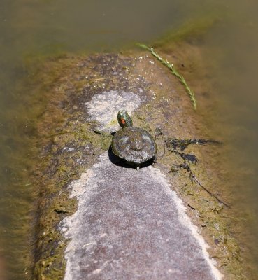 Small Red-eared Slider turtle
