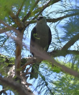 This female Mississippi Kite had just mated with a male in this tree.