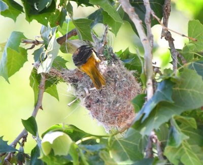 A young male Baltimore Oriole, at another nest on the east side of the lake