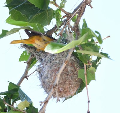 Young male Baltimore Oriole