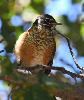 A young American Robin was in the next tree, waiting for a nearby parent.