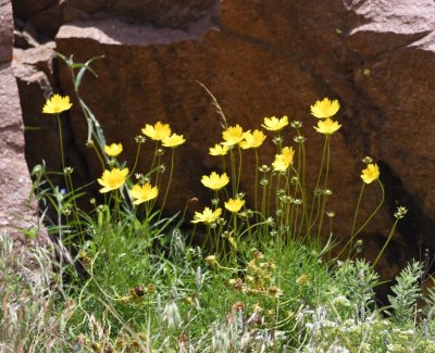 Day Trip to Wichita Mountains Wildlife Refuge, June 1, 2020