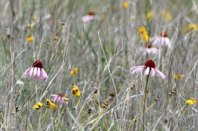 Echinacea