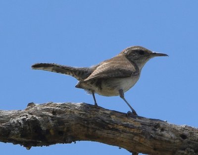 Rock Wren