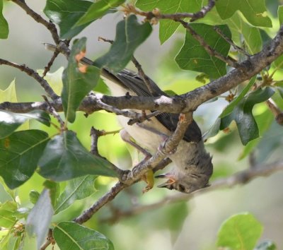 Tufted Titmouse