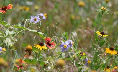 Nightshade, rudbeckia and gallardia