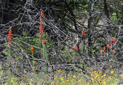DSC_7028b.jpg