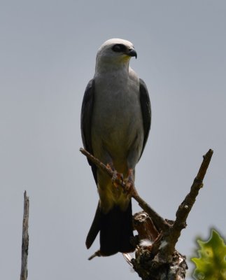 There was a Mississippi Kite watching us from a tall snag on the south side of the road.