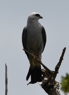 Mississippi Kite
