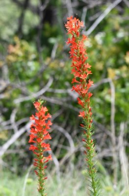 DSC_7049b.jpg