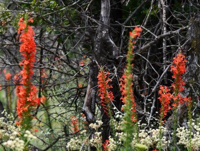 DSC_7052b.jpg