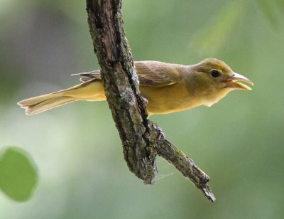 I walked a little farther down the road and spotted this female Summer Tanager in the trees.