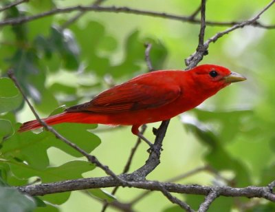 Not far away was a male Summer Tanager.