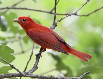 Male Summer Tanager