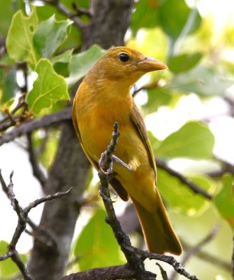 Female Summer Tanager
