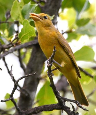 Female Summer Tanager