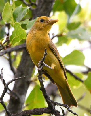 Female Summer Tanager
